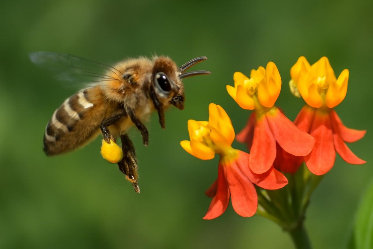 Une étude récente publiée dans la revue Ecology par le professeur Louie Yang et le chercheur…