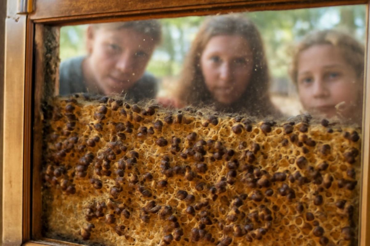 Hobby Honey Farm sees increased bee activity this season.