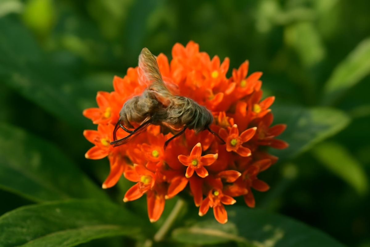 (Photo by Kathy Keatley Garvey) In a 2020 Bug Squad blog, we described milkweed as a "floral trap." Milkweed produces pollinia, a sticky pollen packet from a si
