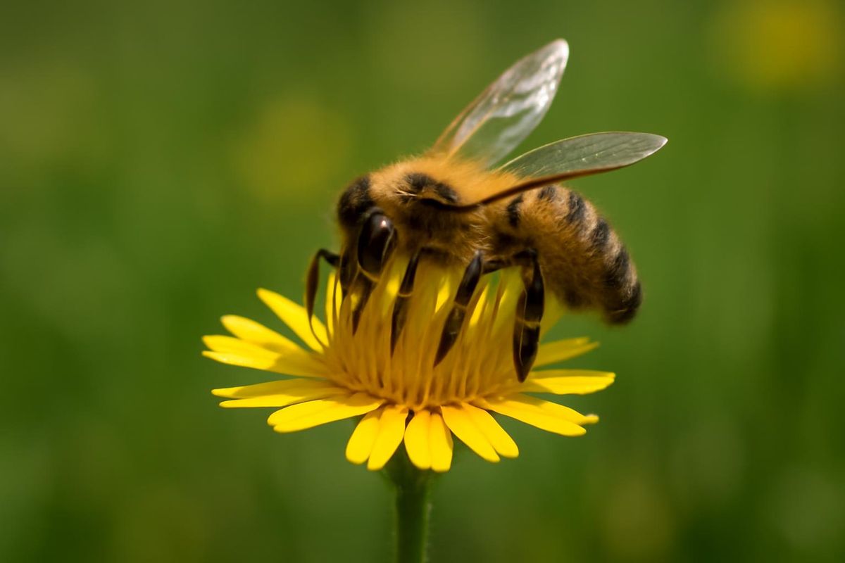 Wildbienenpopulationen in der EU erstmals auf Roter Liste verzeichnet