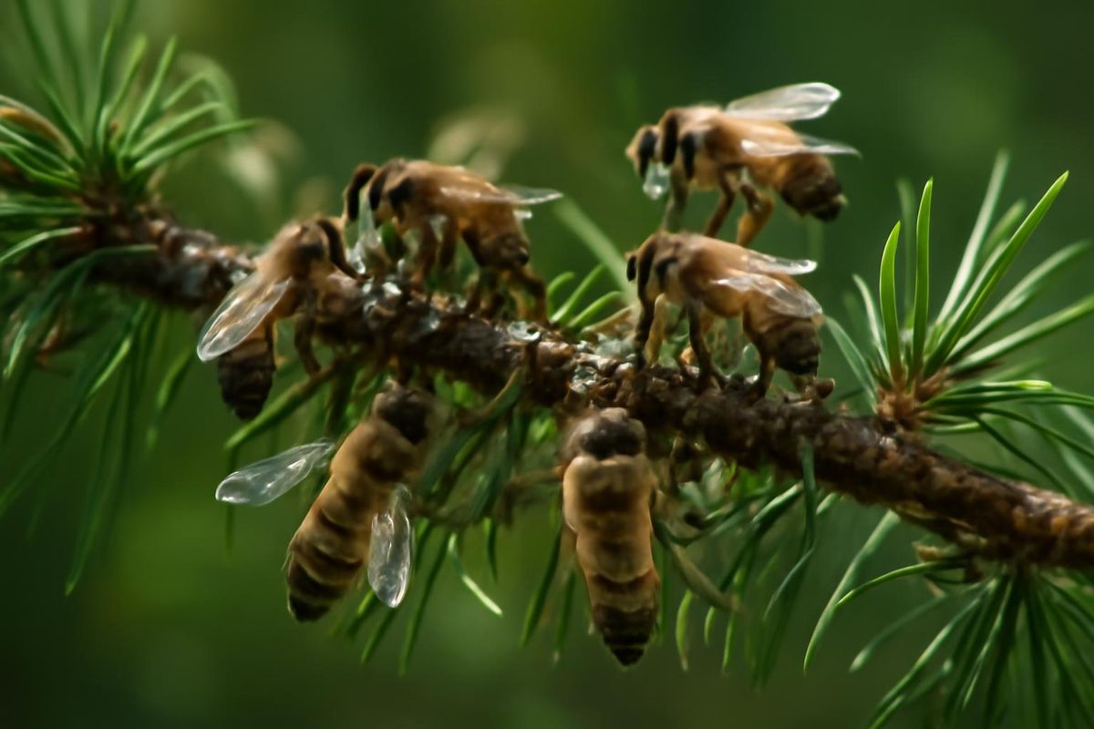 Bienen erzeugen Honig aus drei Hauptsubstanzen: Nektar von blühenden und nicht-blühenden…