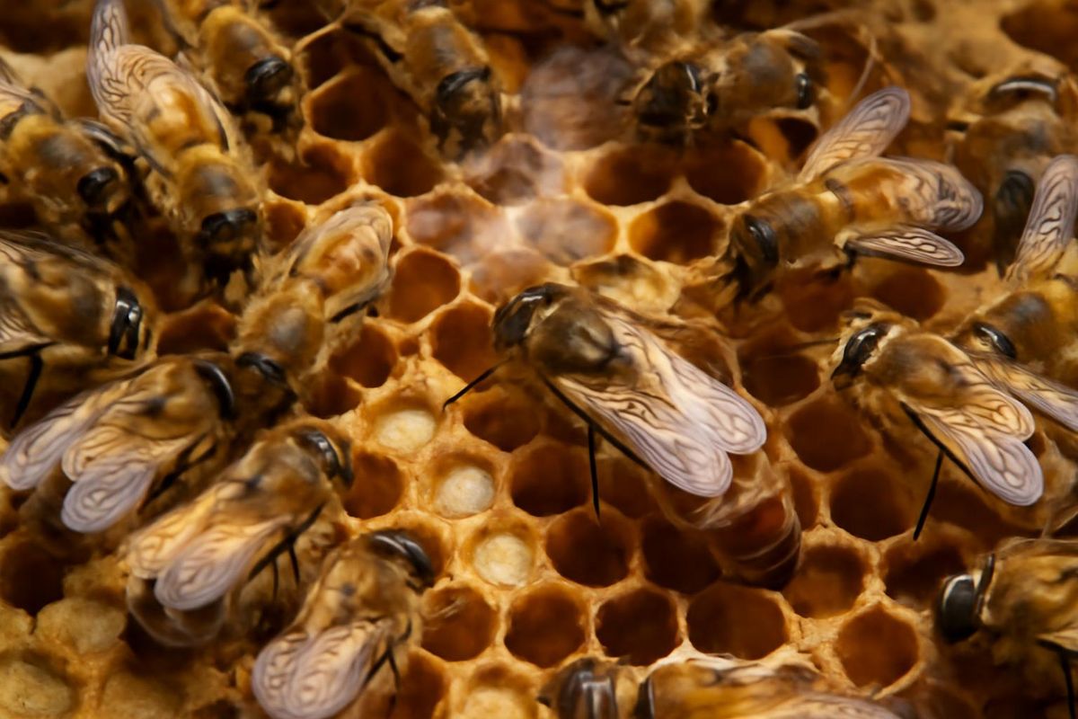 Der wichtigste Pheromon der Königin, das wissenschaftlich am besten untersucht ist, ist 9-ODA…