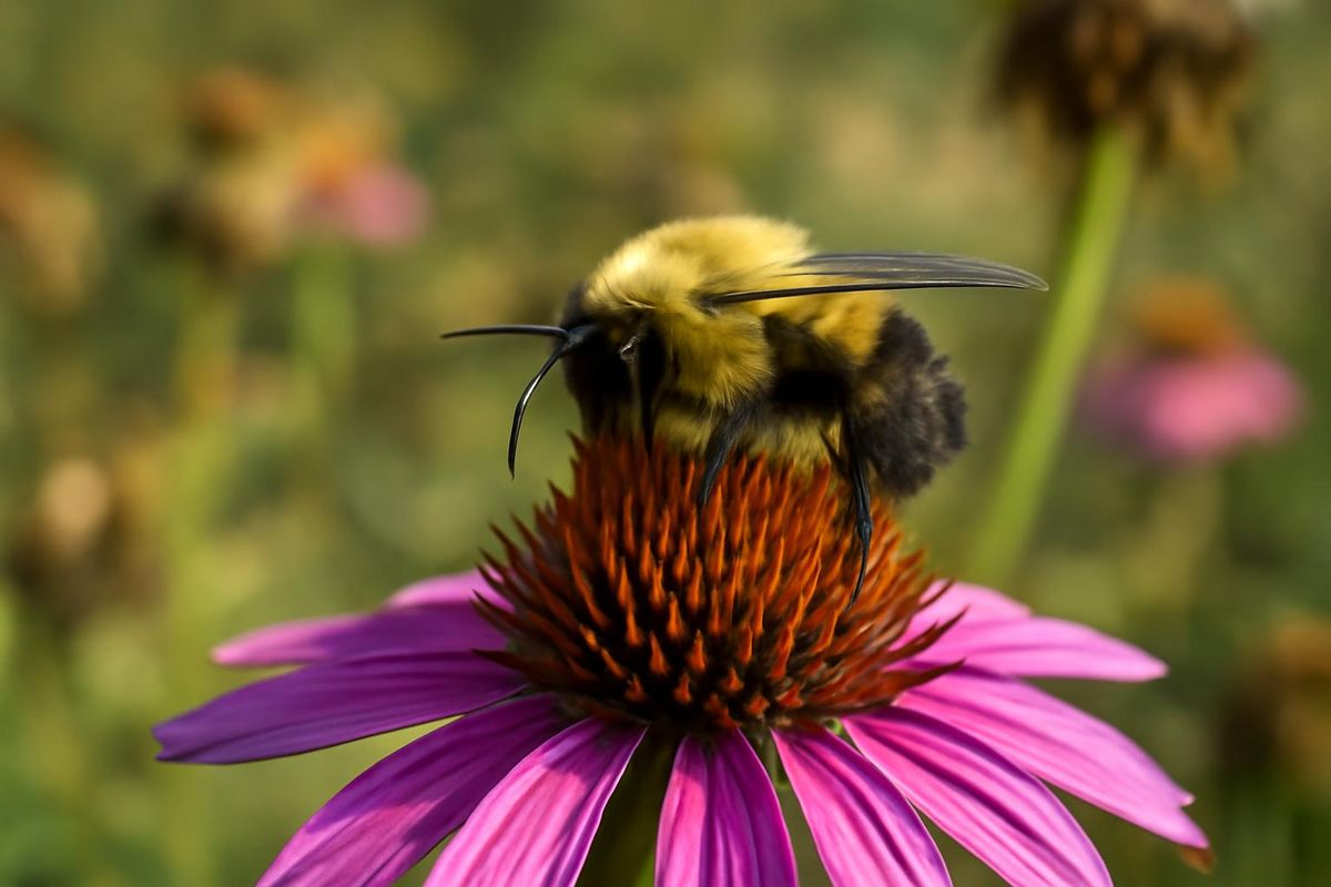 Die Insektenpopulationen in Südjersey sind stark gesunken, hauptsächlich aufgrund von…