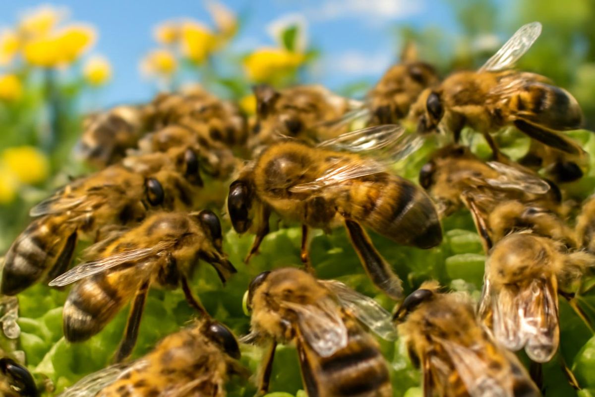 The queen bee exhibits a remarkable sexual appetite, mating with numerous drones that die…