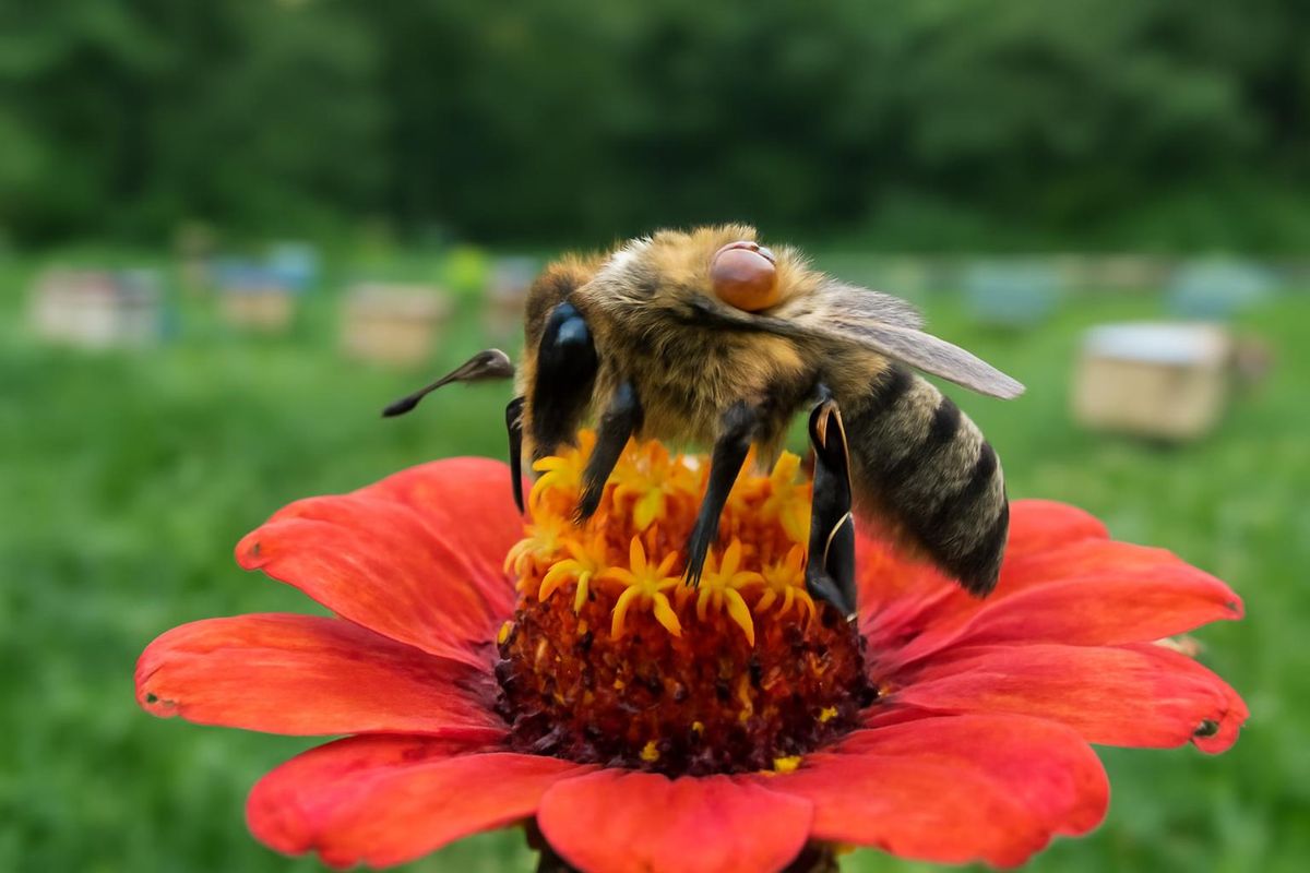 Tropilaelaps mercedesae, een ectoparasitaire mijt van de reuzenbijen in Zuid- en Oost-Azië,…