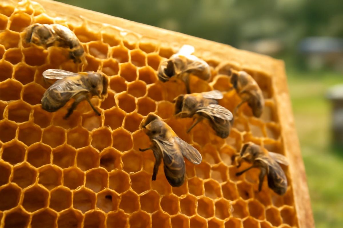 Arbeiterbienen auf einer Wabe