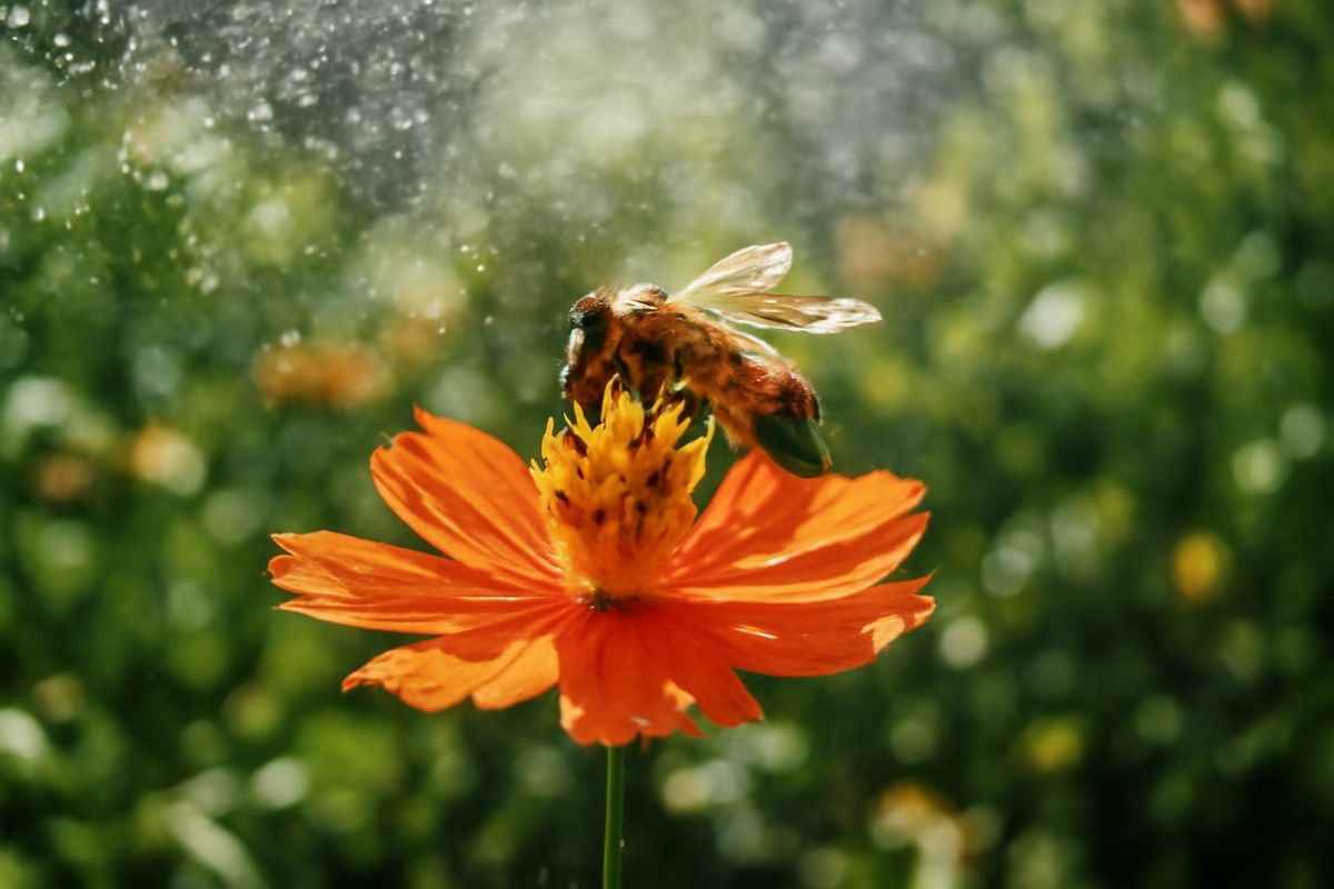 In diesem Sommer leiden nicht nur Menschen unter der Hitze, auch Bienen sind stark betroffen