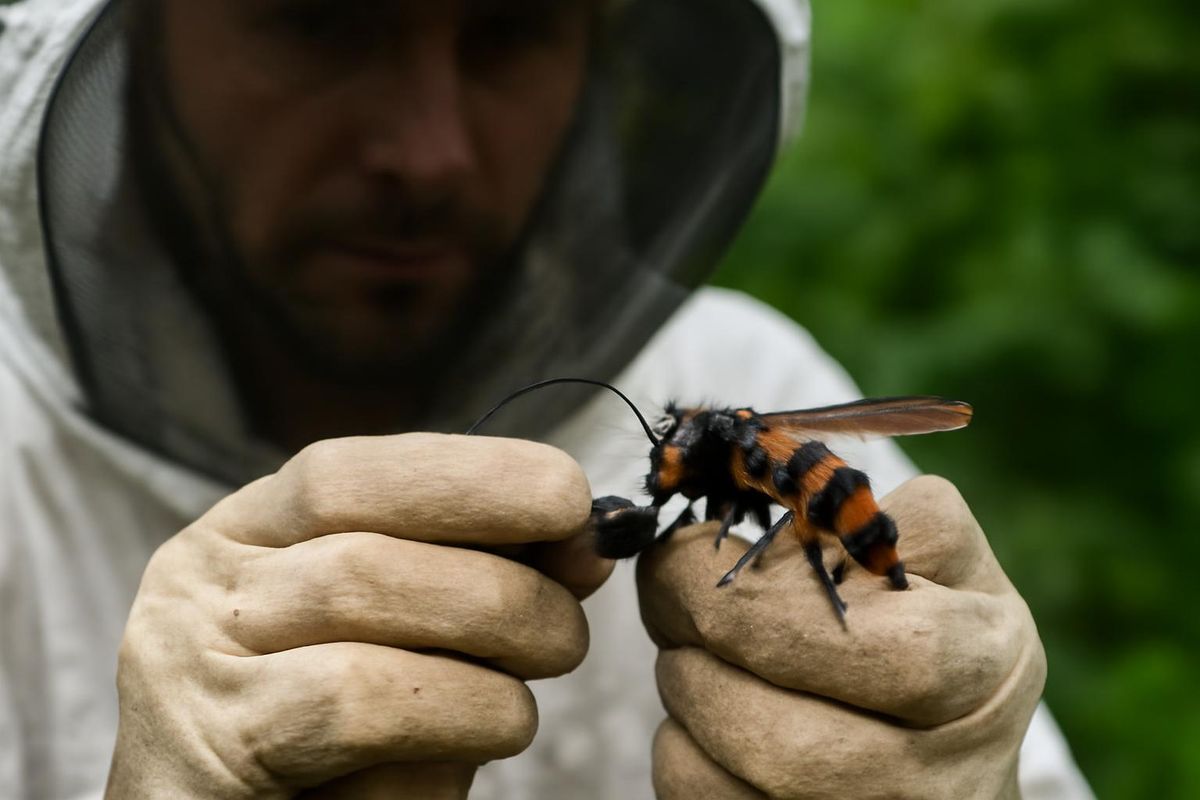 Pour lutter contre la prolifération des frelons asiatiques (Vespa velutina) dans la région des…