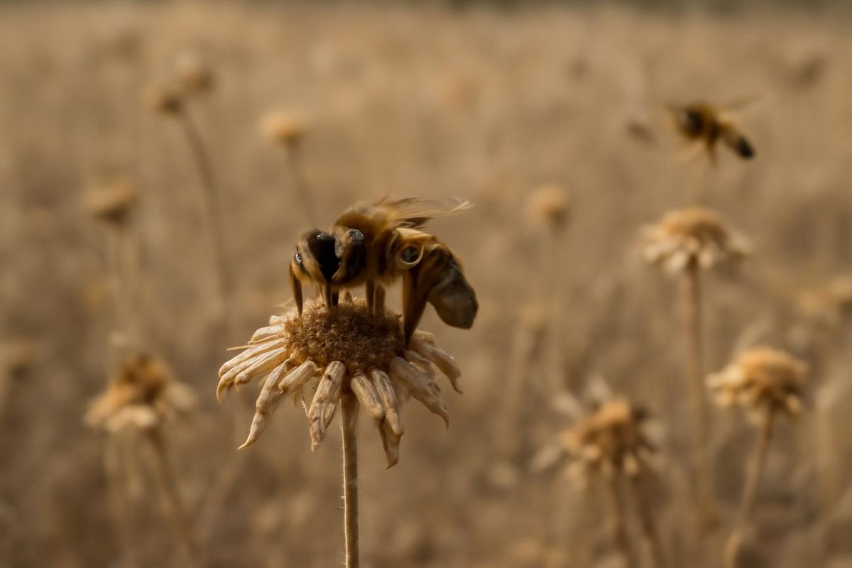 Une étude de l'Université de Sussex a analysé 1.217 abeilles melíferas et 1.426 fleurs pour…