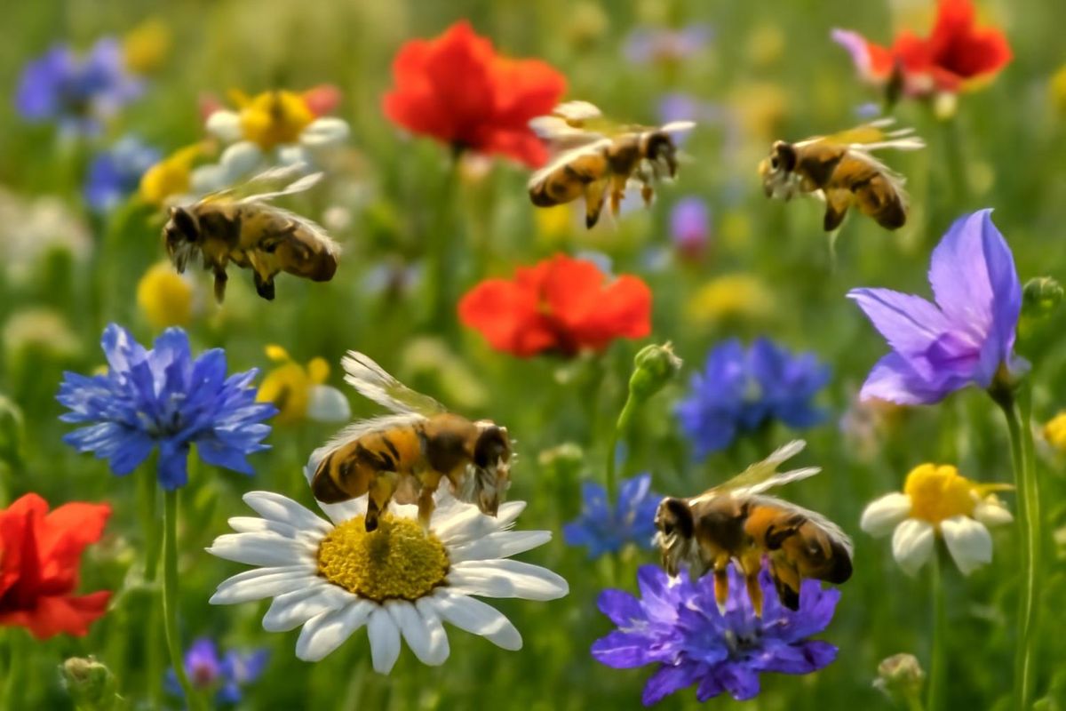 The Intersection of Beekeeping and Aesthetics