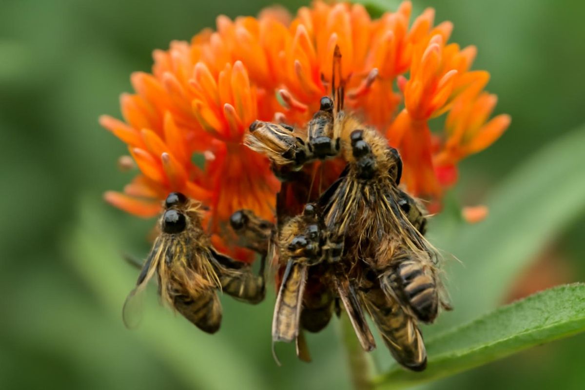 Research by UC Davis Professor Louie Yang and scholar Ian Jett explores the ecological impact of honey bees (Apis mellifera) dying in milkweed's pollination sys