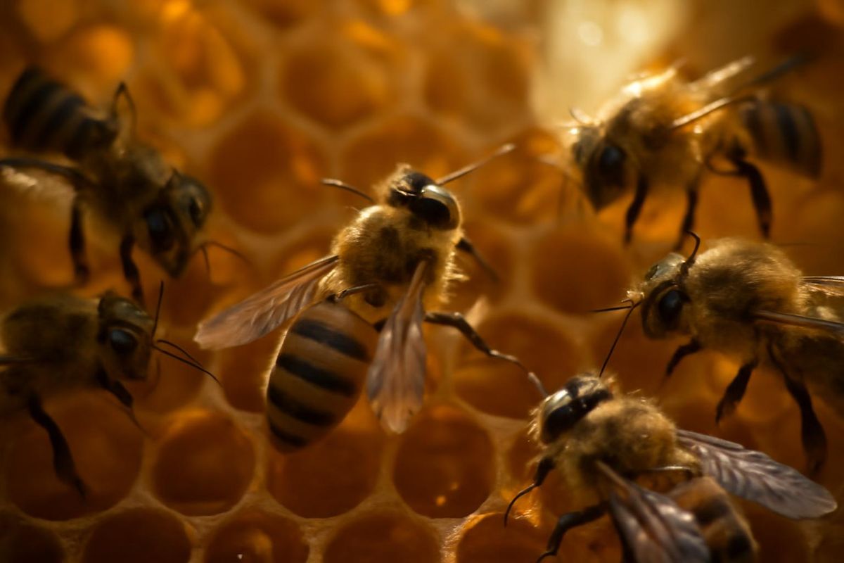 Arıların waggle dansı, koloninin çevresindeki bir yere yönelik ritüelleşmiş bir vücut hareketi…