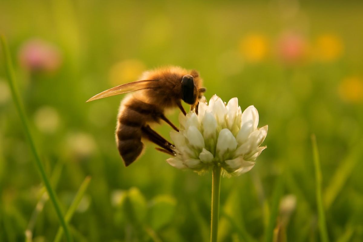 Les abeilles sauvages sont désormais classées comme « fortement menacées » dans l'UE, une…