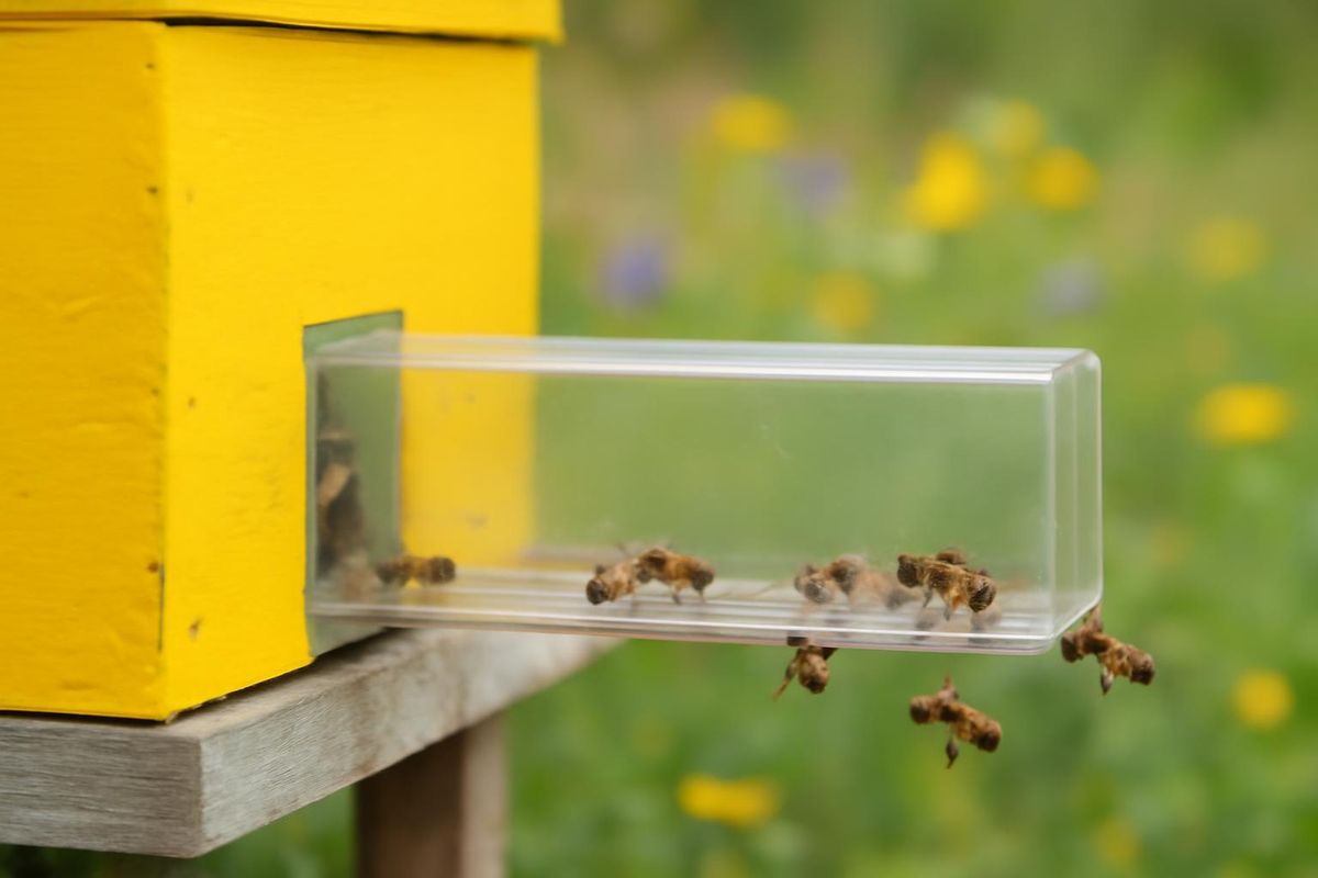 Dans le numéro 5 de 2004 du magazine « Apiculture », M.K
