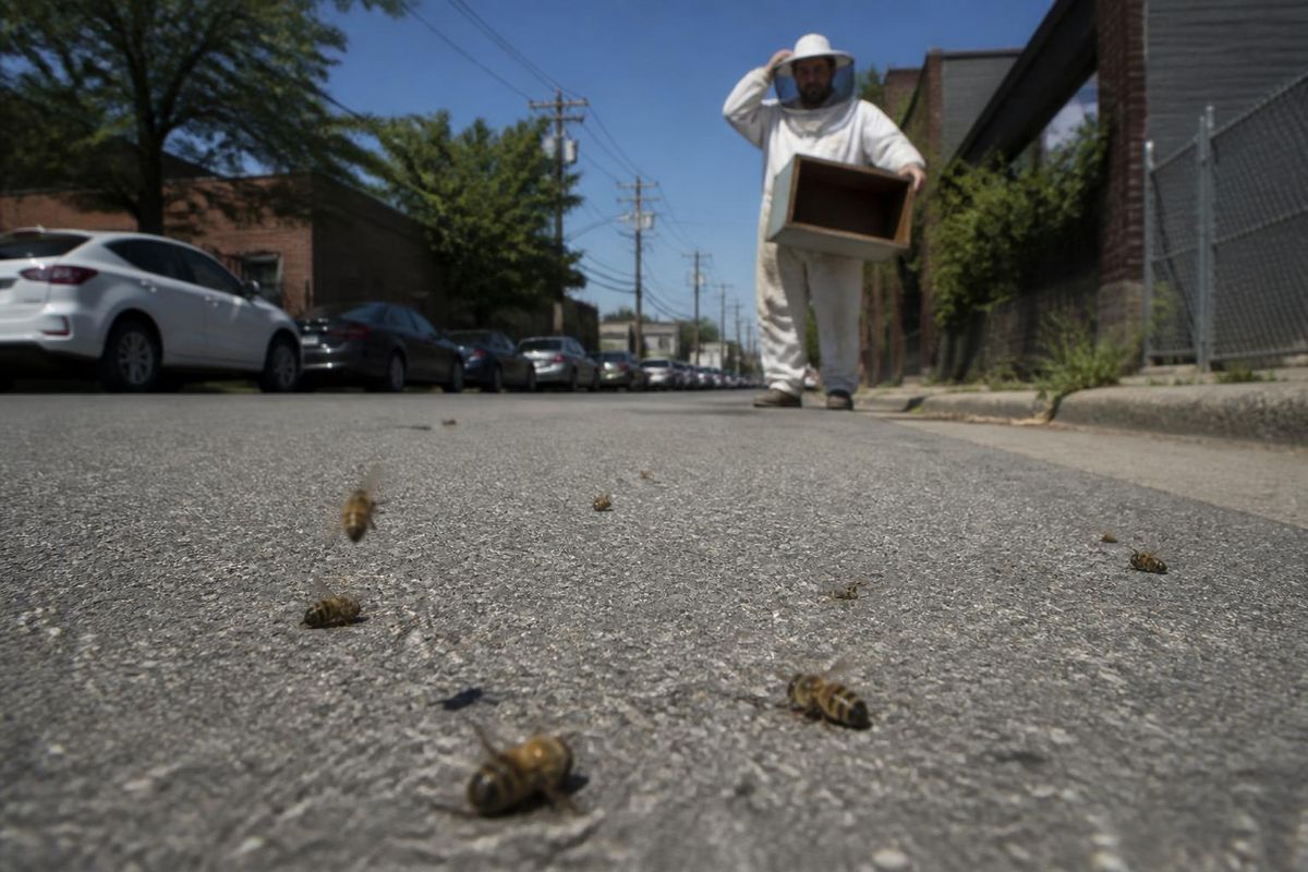 Beekeeper responds to driver crushing bees in Scott’s Addition.