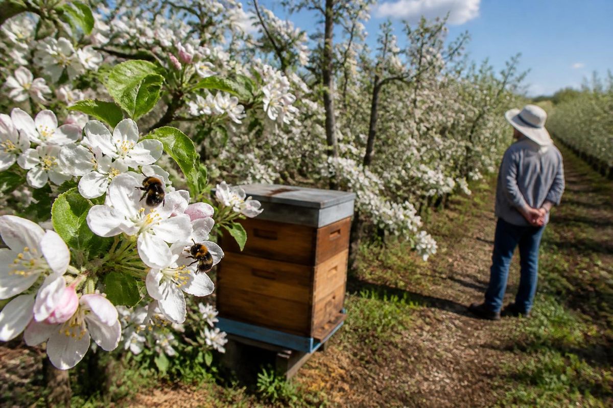 ASHLAND, Neb. (WOWT) - Seit zwei Jahrzehnten unterstützen Honigbienen die Bestäubung von…