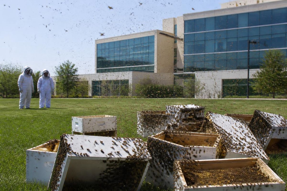 Three hospitalized after bee swarm at Chandler Intel facility.