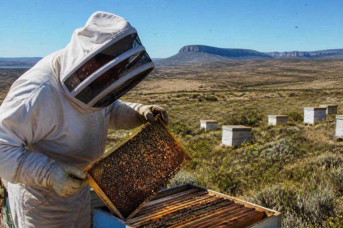 In Patagonien haben Imker die jüngste Bienensterblichkeit nach dem Einsatz von Agrochemikalien…