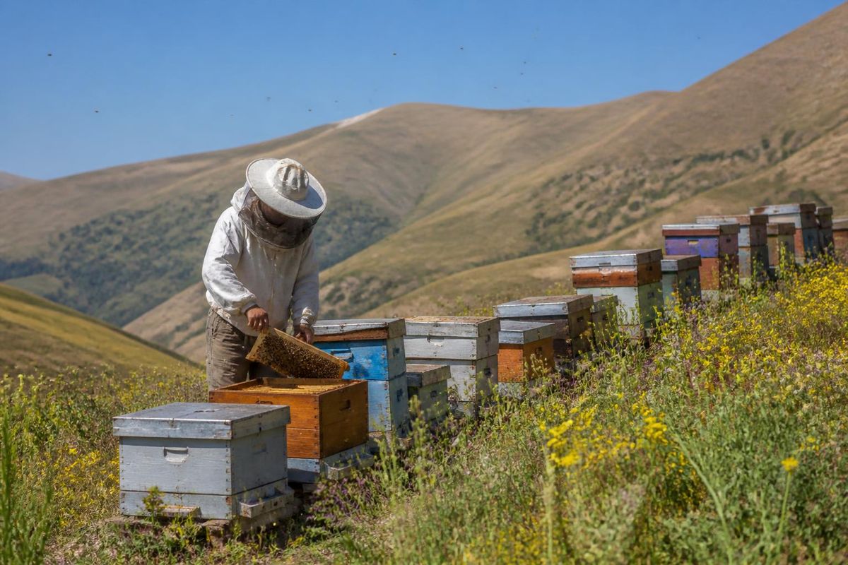 Le 18 septembre 2026, des travaux de détection pour le soutien aux ruches ont débuté dans le…