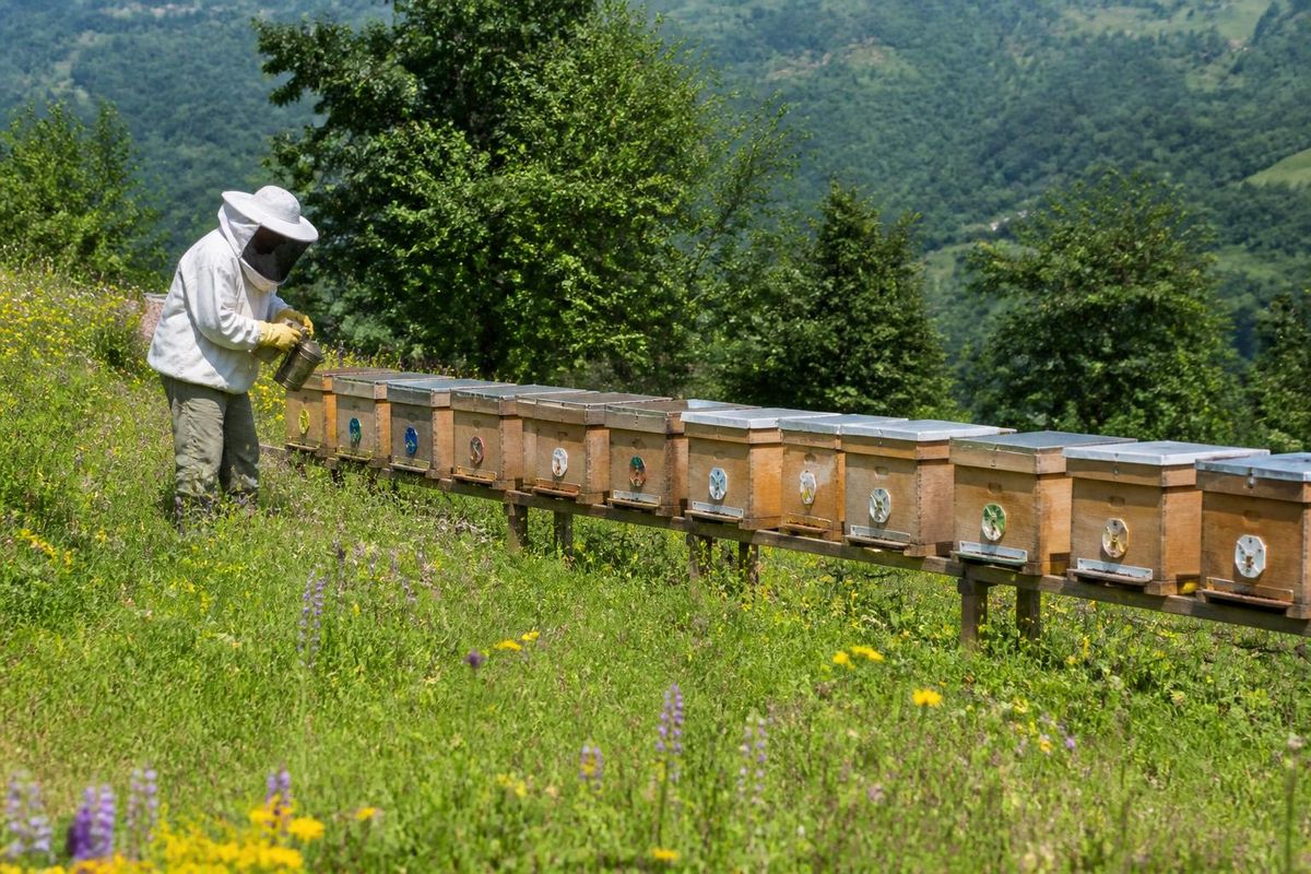 Die zweite Phase der Ausbildung zur Königinnenzucht begann am 14