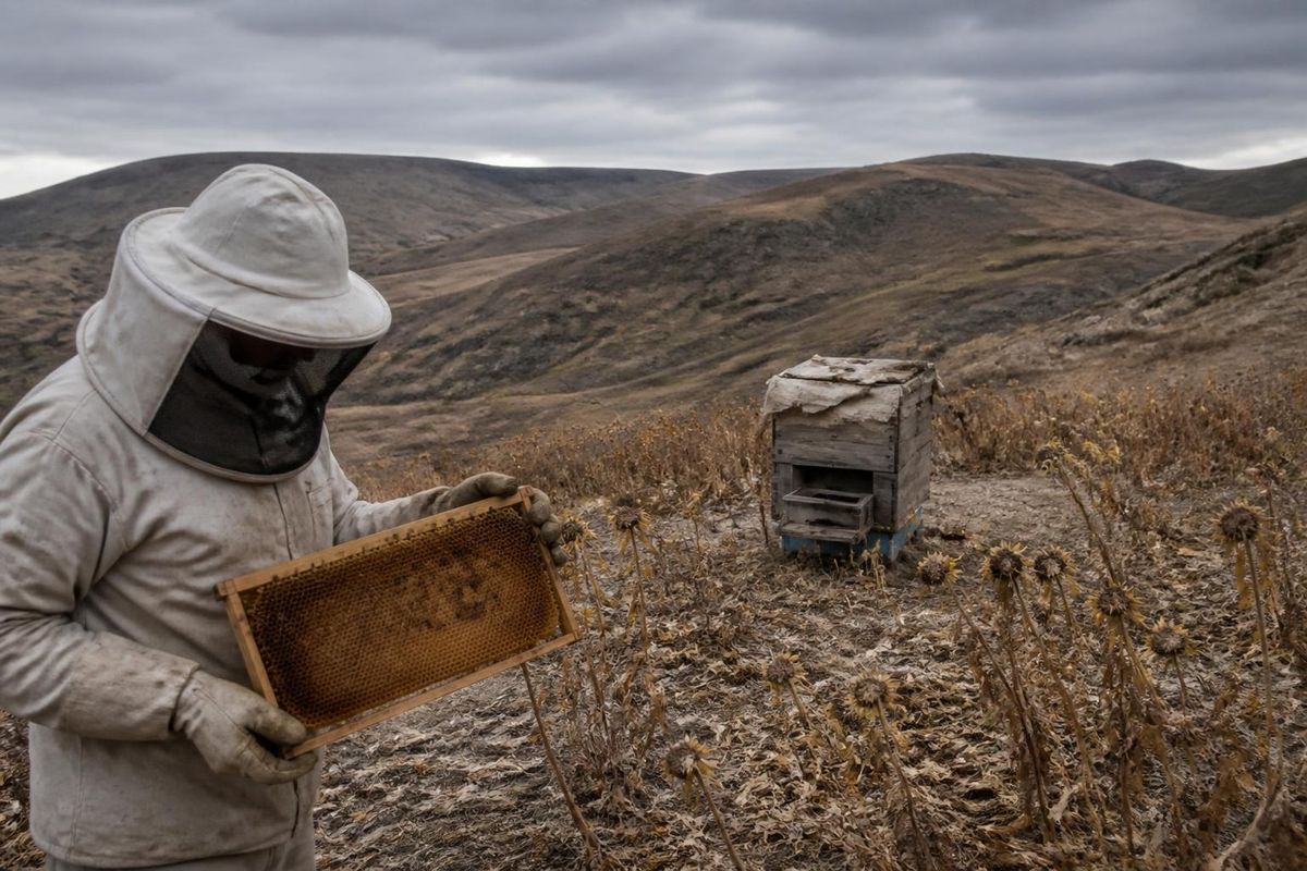In Gümüşhane, the honey harvest for 2026 has seen a significant decline of 40-50% compared to last year due to adverse weather conditions, with some areas exper