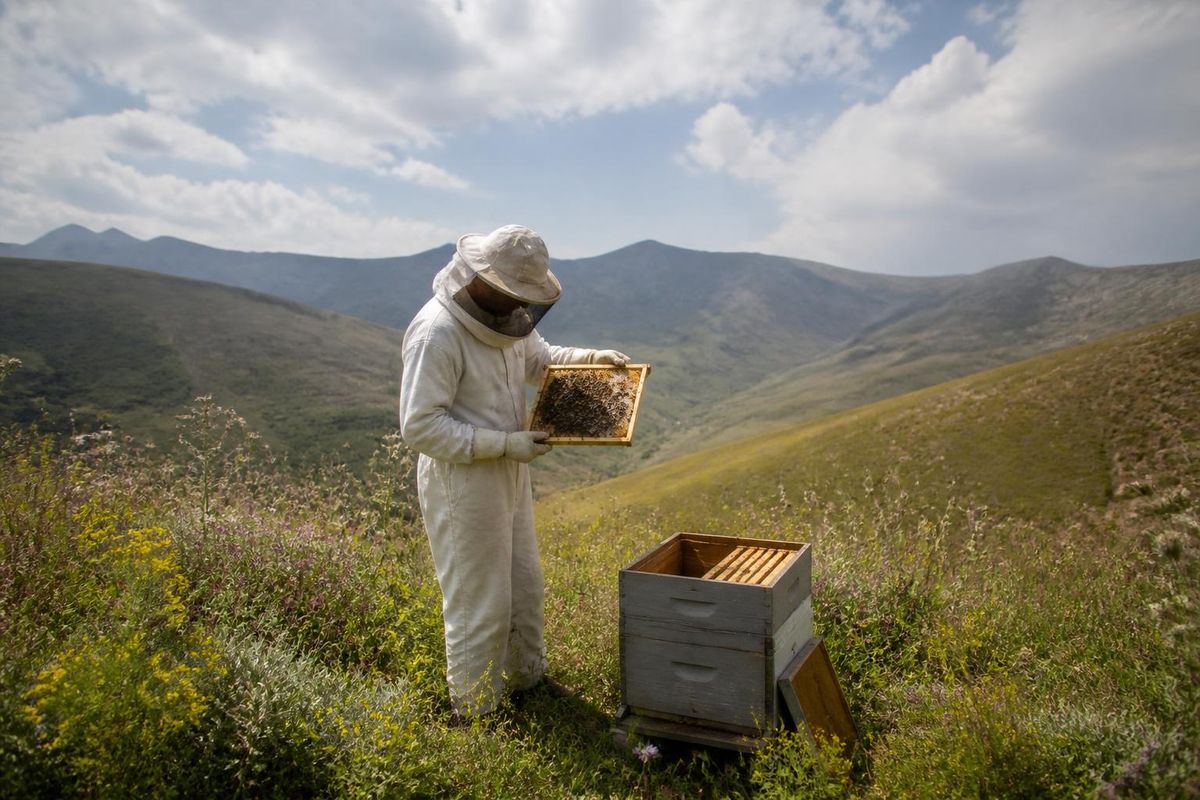 The honey harvest in the highlands of Gümüşhane for 2026 has concluded, with a reported yield decline of 40-50% attributed to climate conditions. Producers have