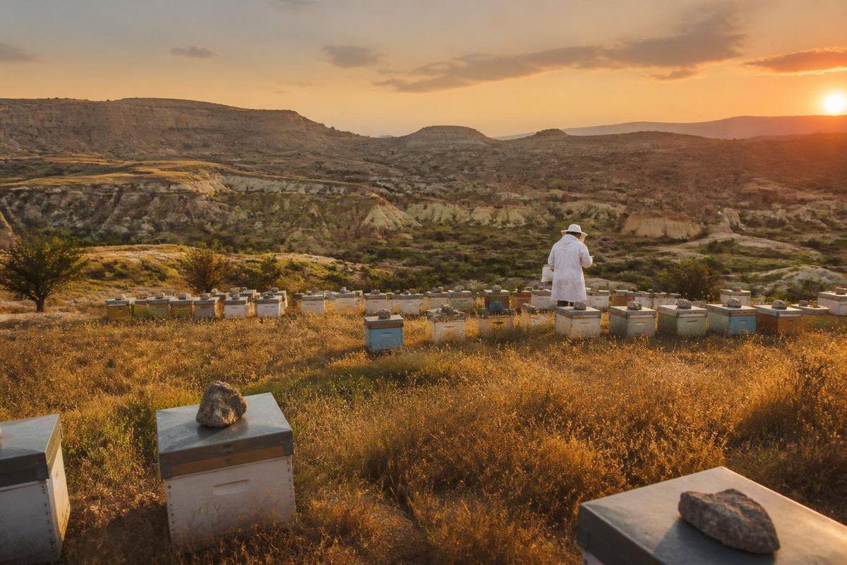 Support for beekeepers in Nevşehir is ongoing, with applications for the 2026 Beekeeping Support Program currently open. Beekeepers can submit their application