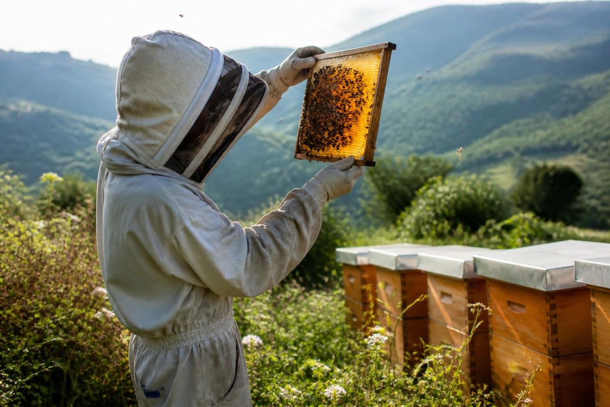 The Integrated Agricultural Vocational Training Center ‘Viñalta’ will host a comprehensive course titled ‘Practical Beekeeping: Honey Tasting and Handling’ on S