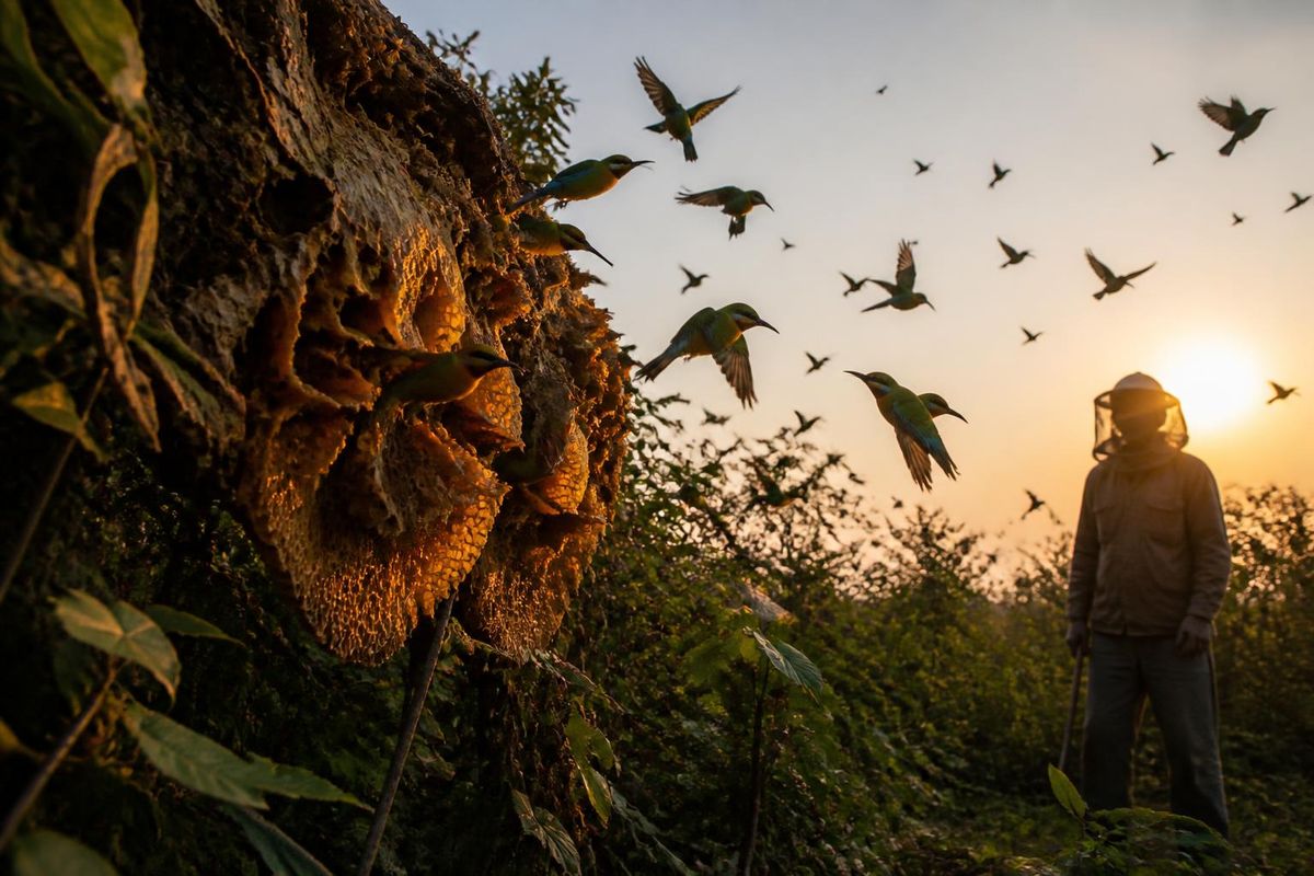 The beekeeping sector is urgently seeking institutional support and direct aid due to significant damage caused by the European bee-eater. The regional parliame