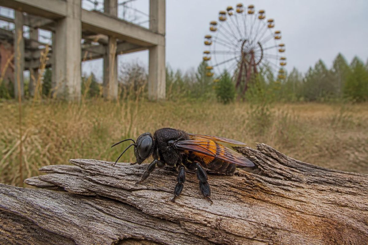 Chernobyl sightings confirm presence of one of Europe's largest bee species.