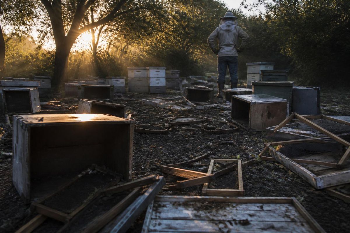 In far north Queensland, Australia, over 800,000 bees have reportedly been stolen from three beekeepers. Tom Bidner, a beekeeper from the Atherton Tablelands ne