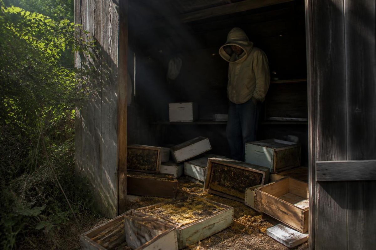 Tom Bidner, an apiarist from far north Queensland, reported that 44 bee colonies have been stolen from three beekeepers, marking the largest theft in recent mem