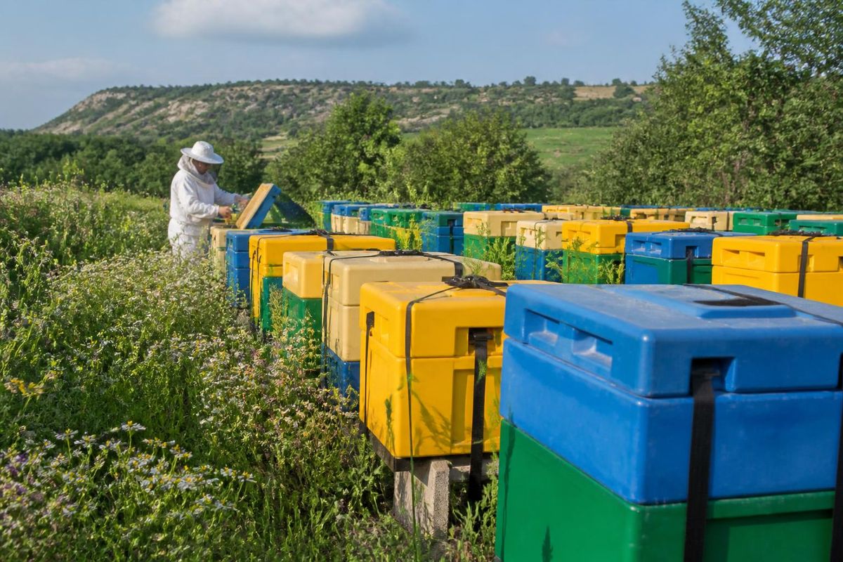 The Friedkin Conservation Fund (FCF) has initiated trials of eco-friendly plastic beehives in Meatu District, Simiyu Region, aiming to enhance honey production 