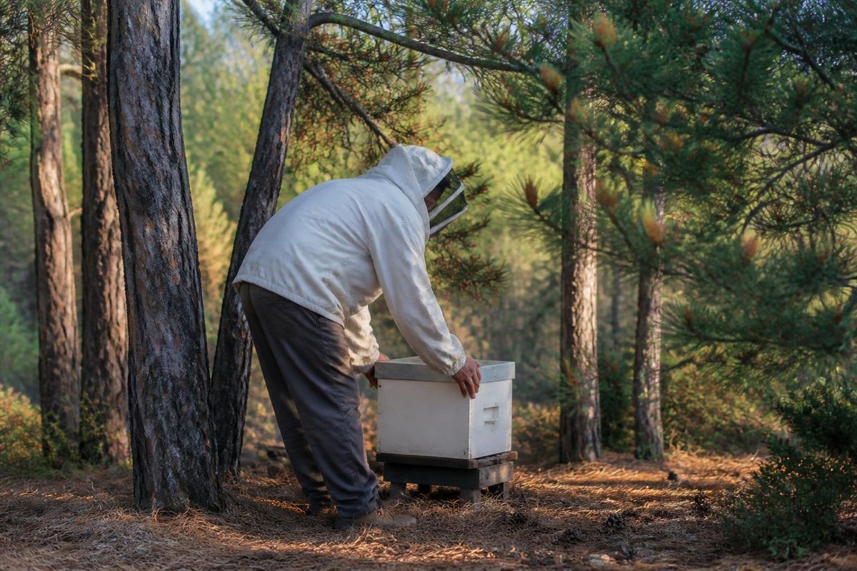 In Muğla, a key center for Turkey's pine honey production, favorable climate conditions have prompted beekeepers to relocate their hives to the pine forests in 
