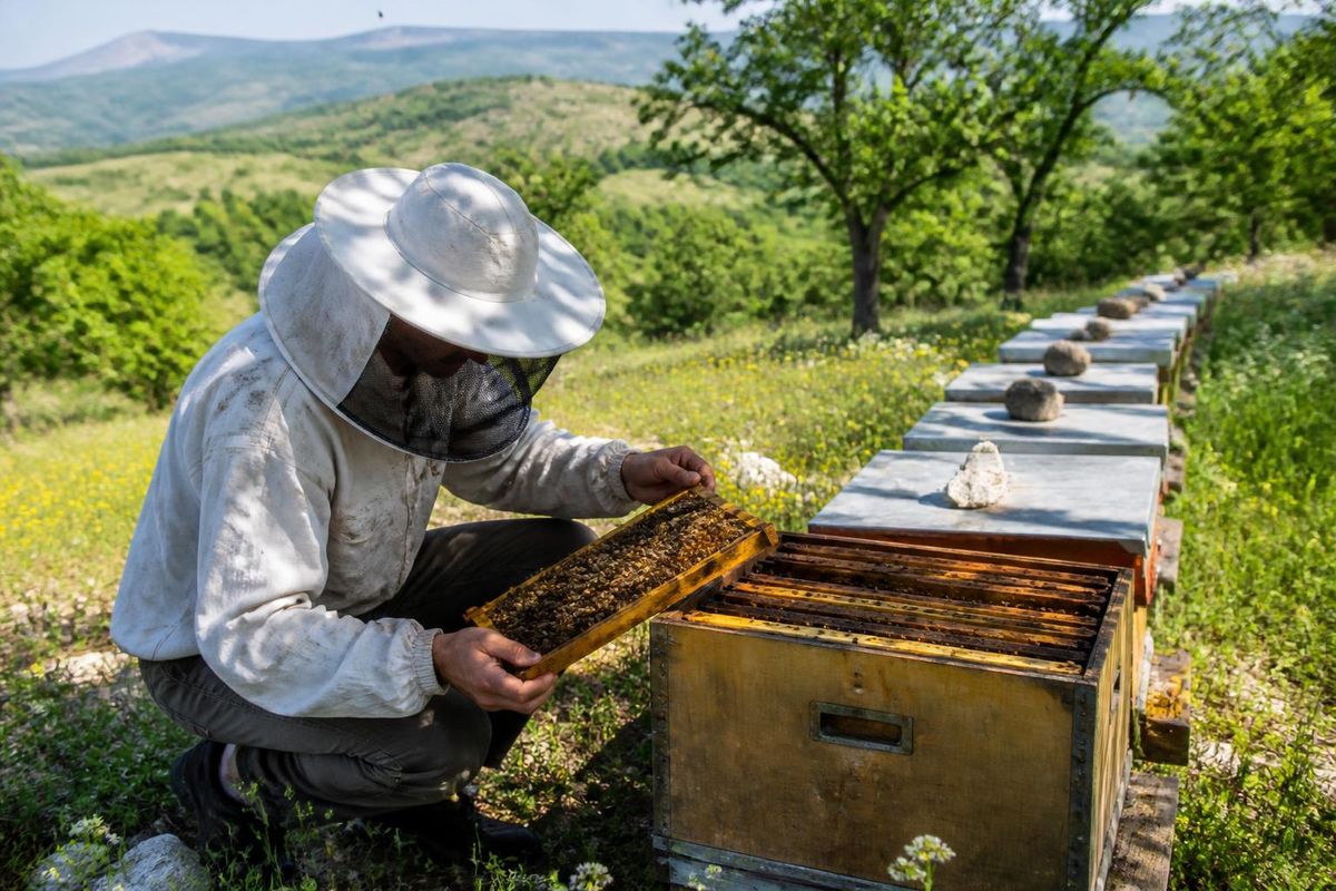 In the Emet district of Kütahya, efforts have been made to identify beehives as part of monitoring beekeeping activities. These initiatives are crucial for main