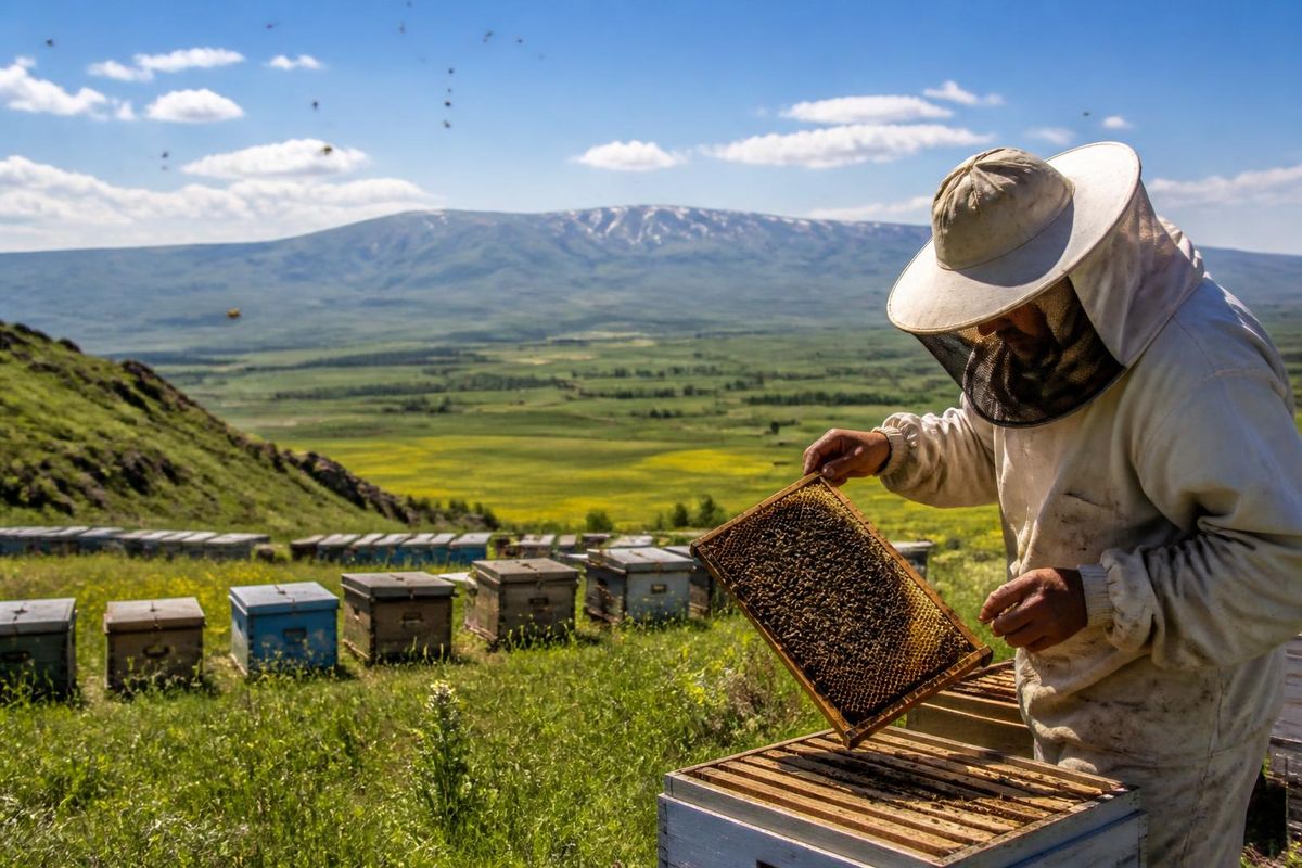 In the Muş Plain, a record harvest has been achieved with 700 tons of honey produced from 290,000 hives. This region, known for its rich flora, is one of Turkey