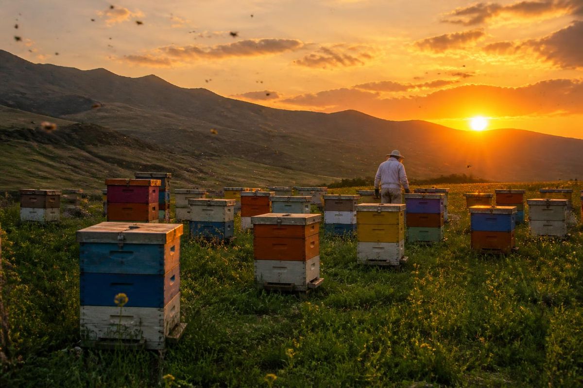 In Muş, the honey harvest has concluded with 710 beekeepers managing approximately 290,000 hives and producing around 700 tons of honey. Throughout the summer, 
