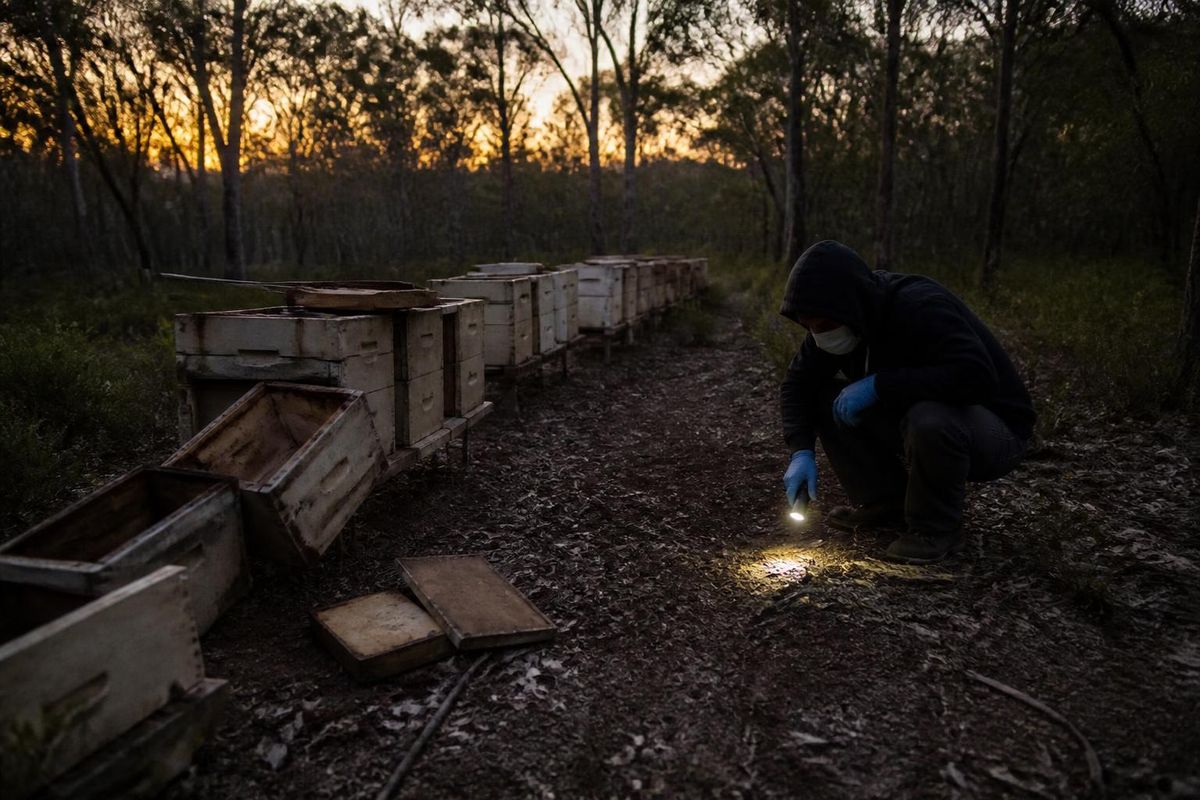 In far north Queensland, Australia, over 800,000 bees have been stolen from multiple properties, coinciding with the spread of a harmful bee parasite. Experts s