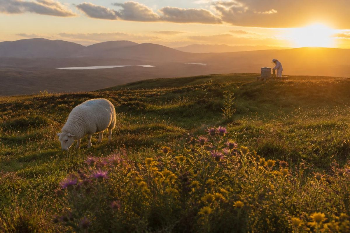 A recent study led by the University of Bristol suggests that sheep grazing may be a more significant threat to Scotland's wild pollinators than honey bees. Pub