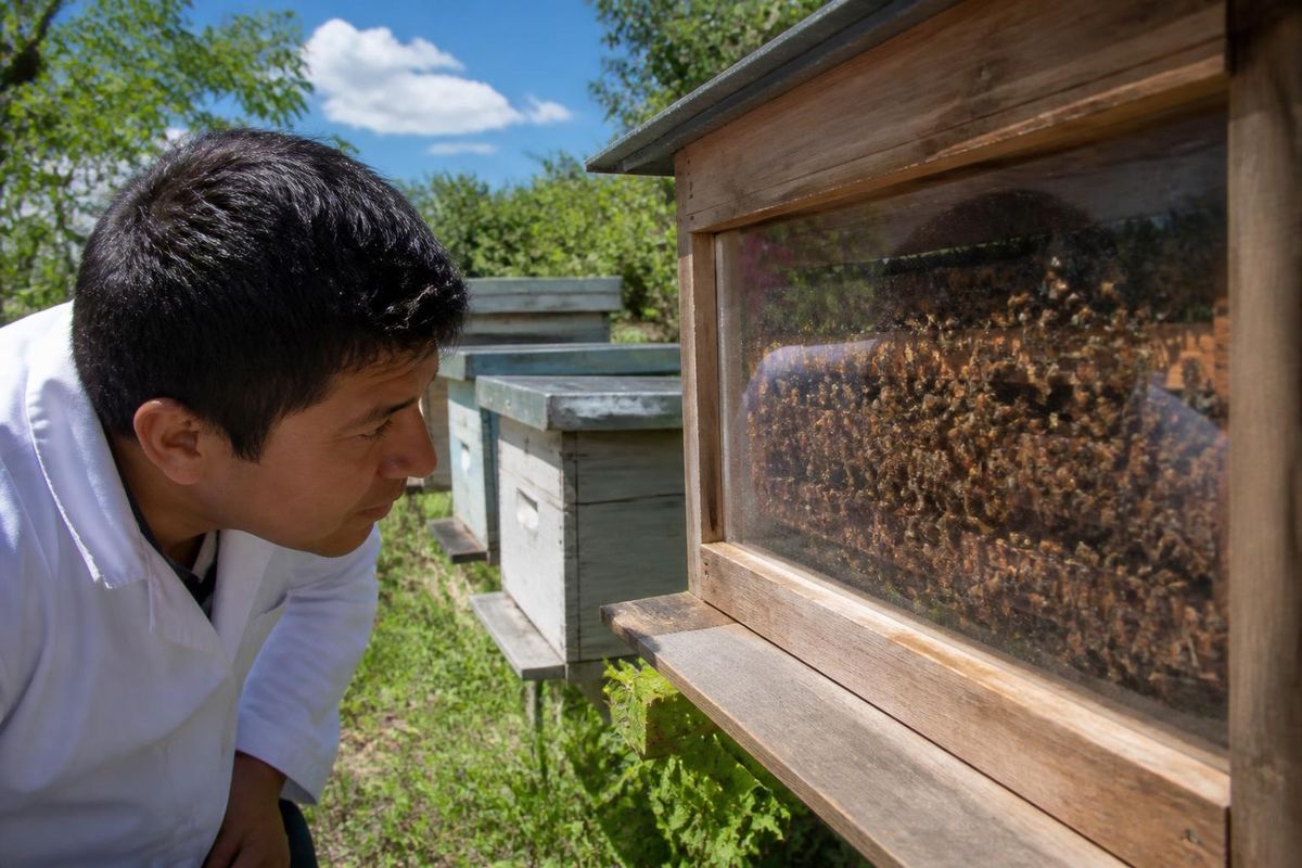 A research project led by the "Polen y Mieles del NEA" group at the National University of the…
