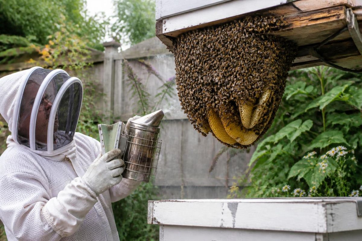 Die Beehive Bee and Wasp Removal hat seit Februar 2025 einen Nutzerstatus