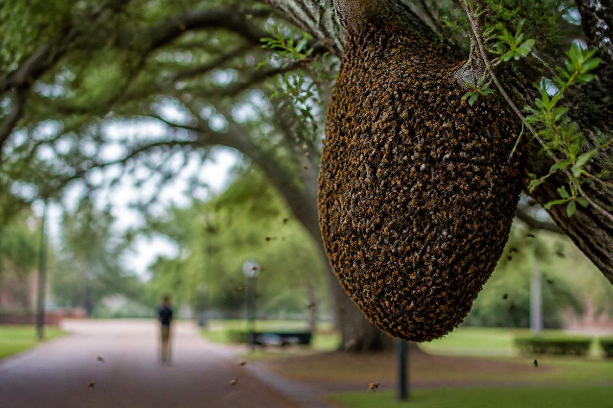 UL Lafayette excited by discovery of large beehive on campus