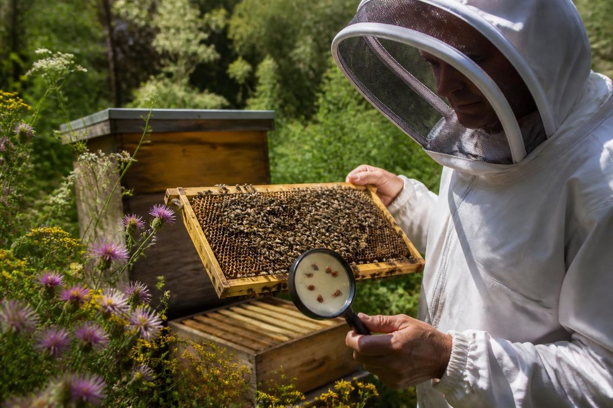 Amitraz is a synthetic acaricide widely used in beekeeping, particularly against Varroa destructor. This active ingredient has been effective for many years, ta