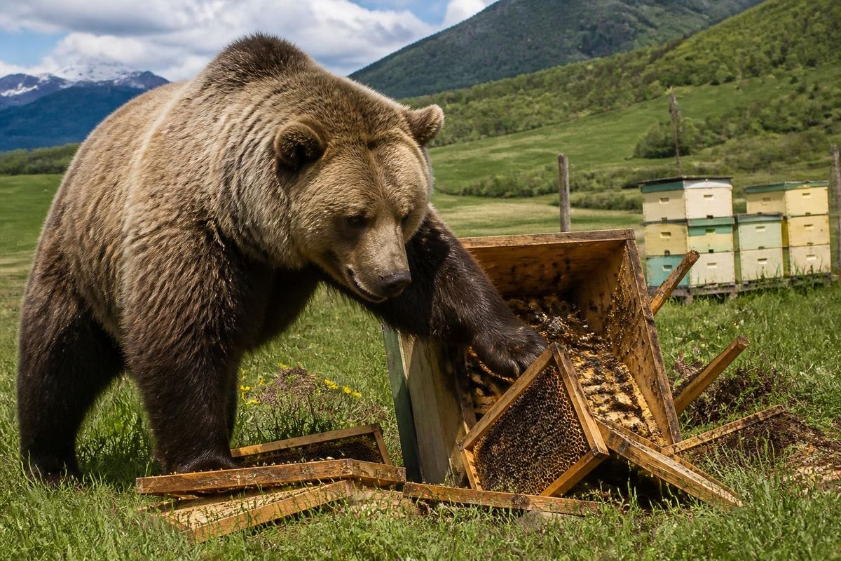 A bear was captured on security camera knocking over beehives and consuming honey in Karakale village, Selim district of Kars. The incident occurred at night, t