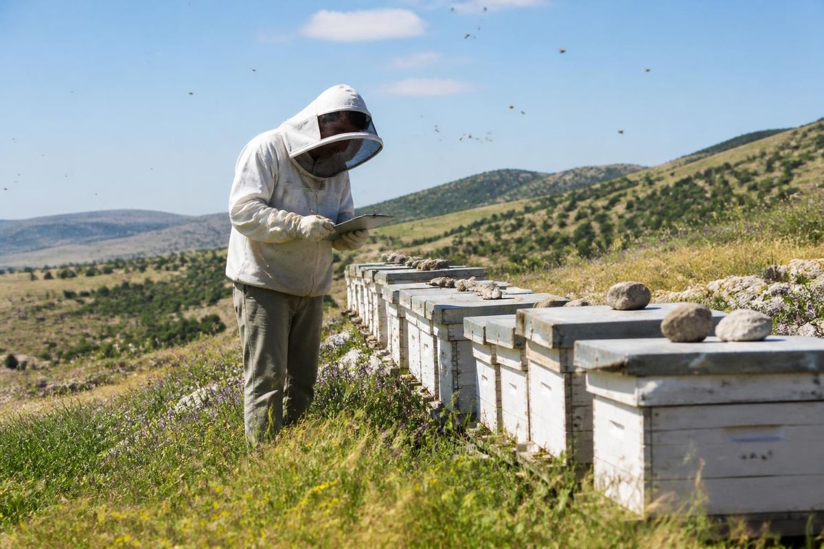 In the Başyayla district of Karaman, inspections and counts of beekeeping operations were conducted. Teams assessed the bee populations and the condition of the