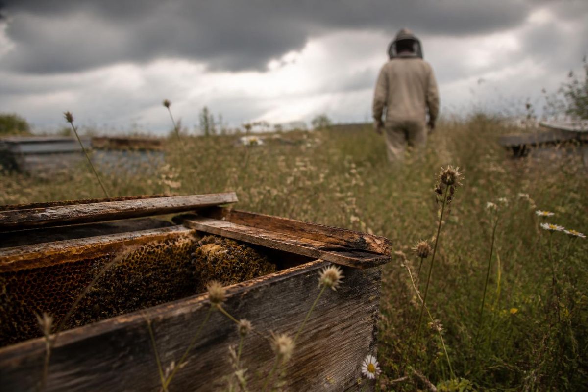 The regional organic district "Sardegna Bio" has been recognized as the top organic farming area in Europe for 2026. The award ceremony will take place in Bruss