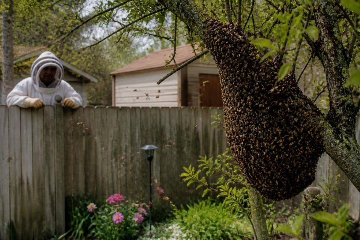 As spring arrives and temperatures rise, bee colonies grow, leading to natural swarming. The National Agri-Food Health and Quality Service (SENASA) advises on h