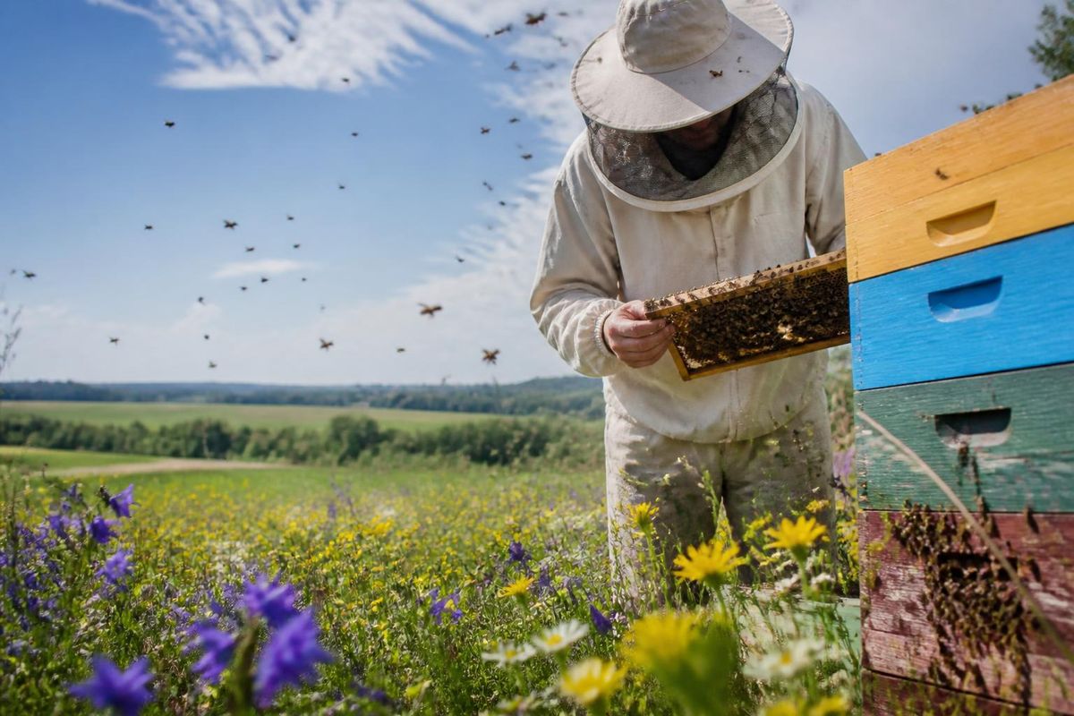 In Günzburg, the local beekeeping community is seeing positive changes following the successful 2019 referendum aimed at preserving biodiversity and protecting 