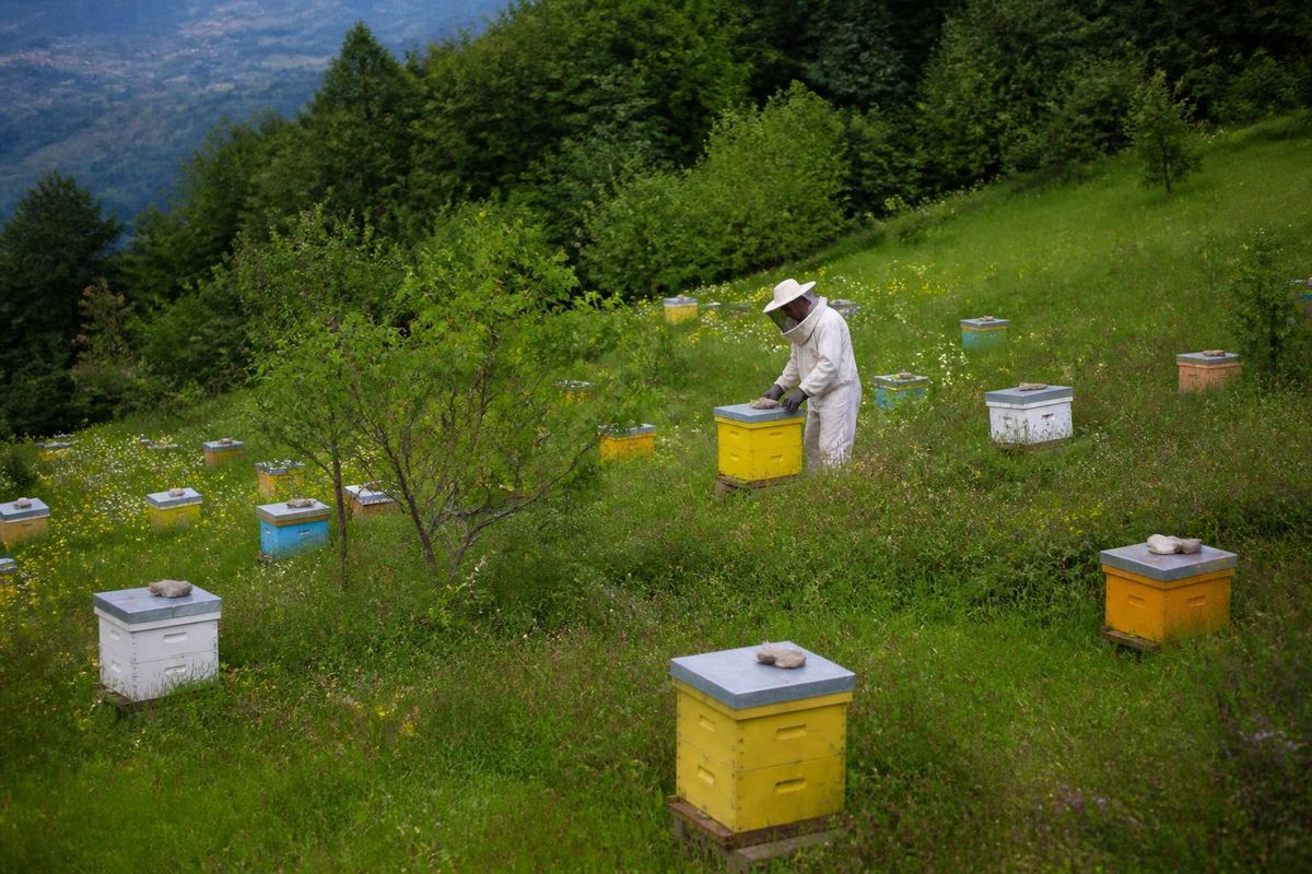 カルトペで、農村振興と蜂蜜生産の普及を目的とした新たなプロジェクトが始まりました。カルトペ市役所の追加サービスビルで行われた式典では、地域の125名の蜂蜜生産者に250セットの蜂箱が配布され…