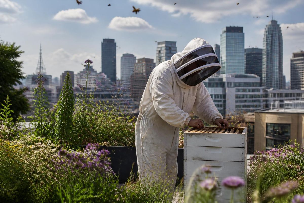 انضم إلى مجموعة Bees & Honey، وهي تجمع من المنتجين ودي جي في برلين ولندن، حيث يقدمون واحدة من…